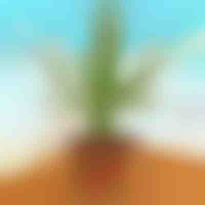 Zabavni kaktus DANCETUS