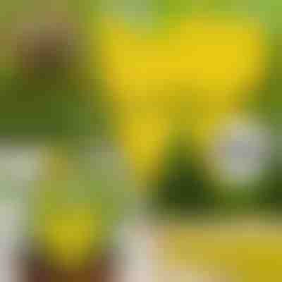 Lepljive pasti za muhe (10 kosov) | BUGILURE