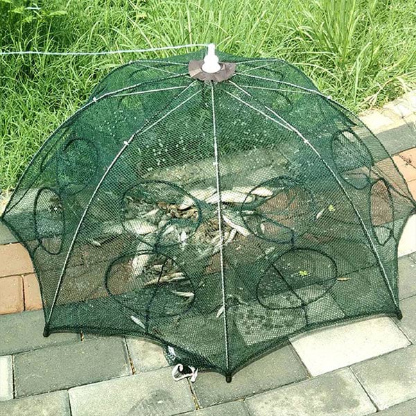 FISHTOR18600__a34af09d