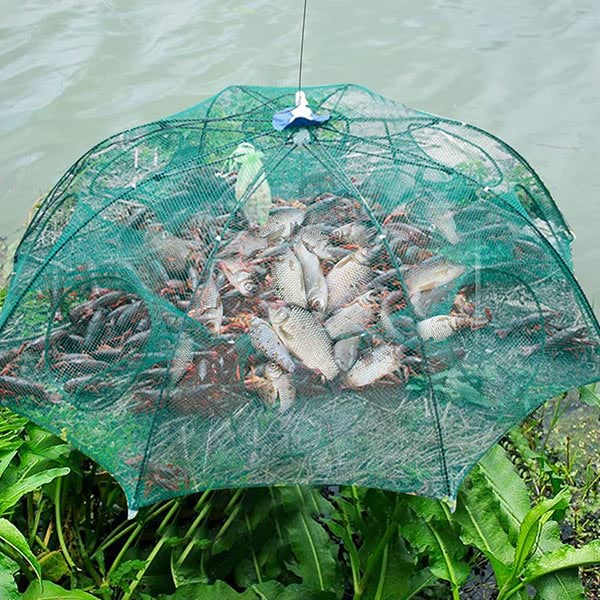 FISHTOR18900__fd2bb840